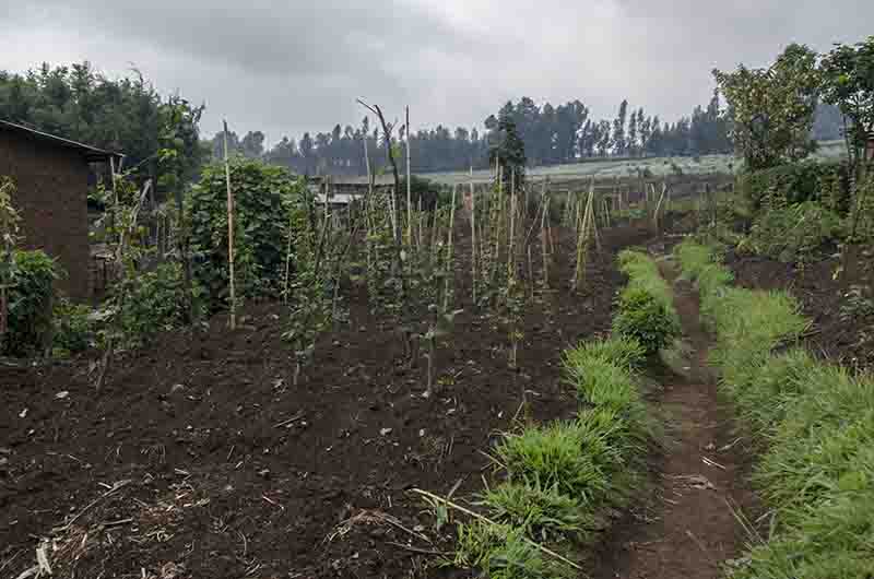 39 - Ruanda - parque nacional de los volcanes - paisaje